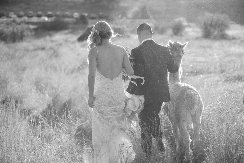 bride groom and llama in black and white Forever and always Farm Johnathan and Bernice Temecula wedding photographer Carrie McGuire Photography