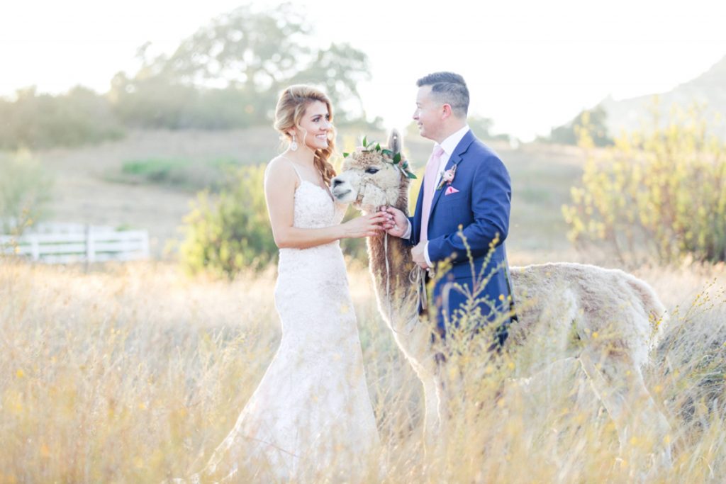 bride and groom with llama Forever and always Farm Johnathan and Bernice Temecula wedding photographer Carrie McGuire Photography