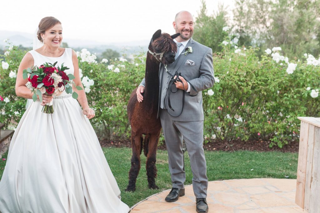 bride and groom and a special wedding reception guest llama forever and always farm temecula wedding engagement photography Carrie McGuire photographer california