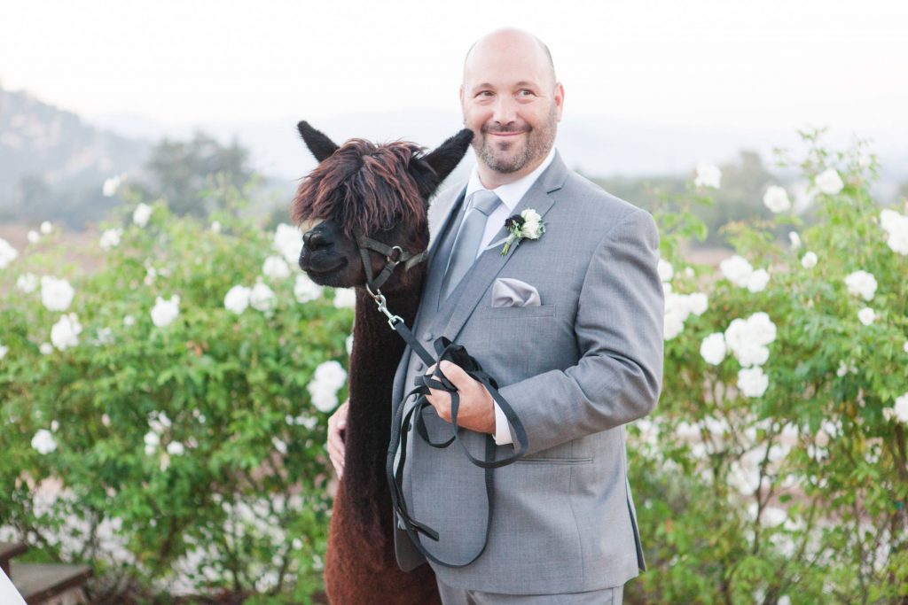 groom and llama forever and always farm temecula wedding engagement photography Carrie McGuire photographer california
